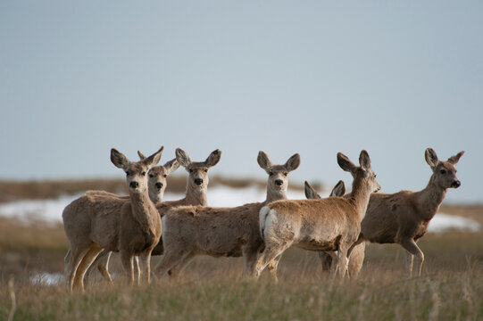 Herd of Mule deer (Odocoileus hemionus) on a ranch in the Nebraska Sandhills, USA; Nebraska, United States of America