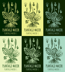 Set of  drawings Plantain large in different colors. Hand drawn illustration. Latin name Plantago major L. © Nataliia