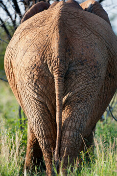 Rear and tail of an African forest elephant (Loxodonta cyclotis) at the Madikwe Game Preserve in South Africa; South Africa