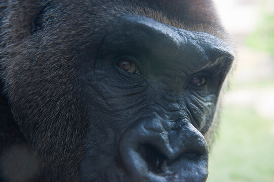 Critically endangered Western lowland gorilla (Gorilla gorilla ssp. gorilla) at a zoo; Omaha, Nebraska, United States of America