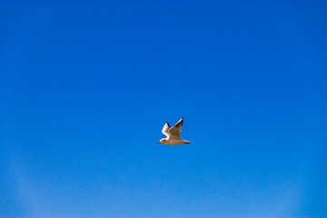 Seagulls fly across the blue sky on a sunny day. A white bird flying across a clear sky. A seagull flies in a cloudless sky. A lonely seagull flying under a blue sky without clouds. 