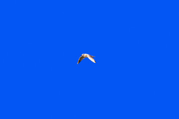 A white bird flying across a clear sky. A seagull flies in a cloudless sky. A Mediterranean seagull in the sky on a sunny day. A lonely seagull flying under a blue sky without clouds.
