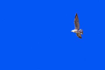 Seagulls fly across the blue sky on a sunny day. A Mediterranean seagull in the sky on a sunny day. A white bird flying across a clear sky. A seagull flies in a cloudless sky.