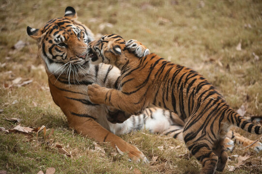 Critically-endangered female Sumatran tiger (Panthera tigris sumatrae) with her five-month-old cub in a zoo; Atlanta, Georgia, United States of America