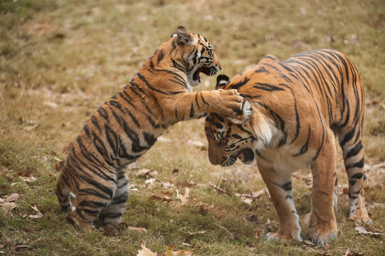 Critically-endangered female Sumatran tiger (Panthera tigris sumatrae) with her five-month-old cub in a zoo; Atlanta, Georgia, United States of America