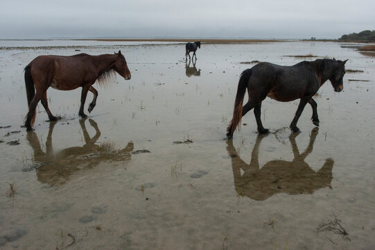 Rare wild Banker horses (Equus ferus caballus) on Shackleford Banks, one of only 350 Banker horses left in the world; Harker's Island, North Carolina, United States of America - Powered by Adobe