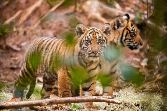 Two critically-endangered Sumatran tiger (Panthera tigris sumatrae) cubs in a zoo; Atlanta, Georgia, United States of America
