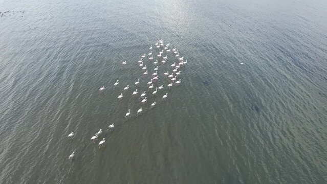 flock of migratory flamingos