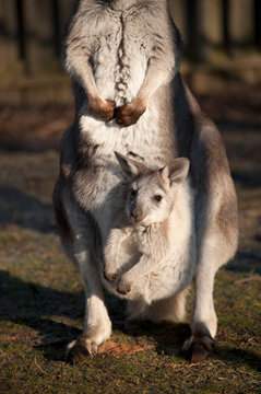 Common wallaroo, Macropus robustus, with joey in pouch, standing in the sunlight in a zoo enclosure; Bloomington, Illinois, United States of America