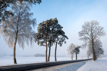 Trees in the snow, winter road