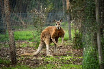 Portrait of a Red kangaroo (Macropus rufus) in an animal sanctuary enclosure; Healesville, Victoria, Australia