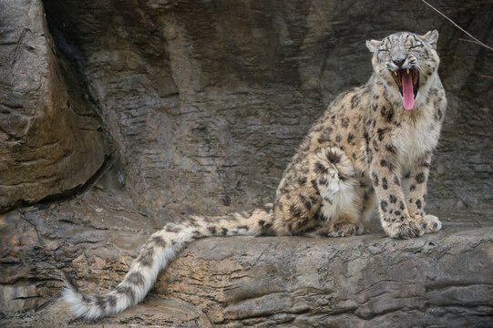 Female Snow leopard (Panthera uncia) yawning in a zoo enclosure; Chattanooga, Tennessee, United States of America
