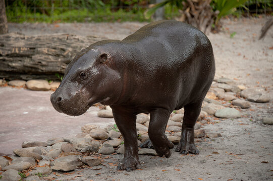 Pygmy hippo (Choeropsis liberiensis) in a zoo enclosure; Tampa, Florida, United States of America