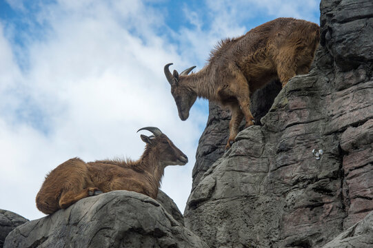 Himalayan tahr goats (Hemitragus jemlahicus) in an enclosure at a zoo; Sydney, New South Wales, Australia