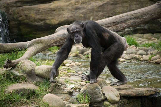 Endangered Chimpanzee (Pan troglodytes) moving around in a zoo enclosure; Sydney, New South Wales, Australia