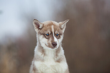 little husky that looks like a wolf