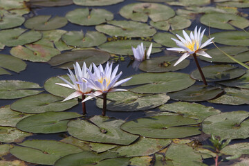 Water lily. Lilac water lilies in Djoudj national park, reserve Senegal, Africa. African landscape, scenery, African nature. Senegalese plant, flowers of lilac water lily. Lily bloom, lilies blossom