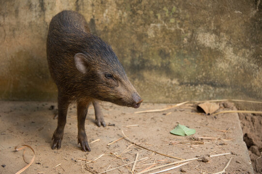 Critically endangered Pygmy hog (Porcula salvania) at a Hog Breeding Centre in Guwahati, India. This is one of the rarest mammals in the world; Guwahati, Assam, India