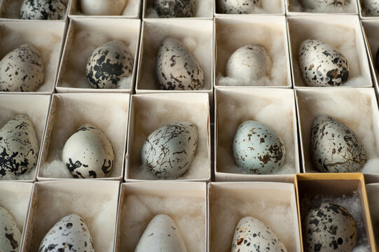 Collection of eggs in a museum; Lincoln, Nebraska, United States of America