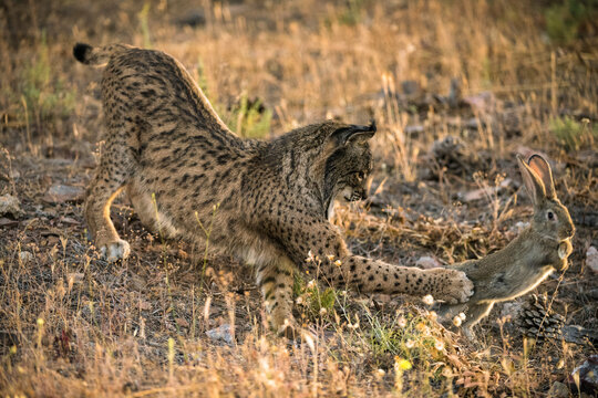 Captive Iberian lynx (Lynx pardinus) hunts a live rabbit at the La Olivilla Breeding Center in Santa Elena, Spain; Santa Elena, Spain