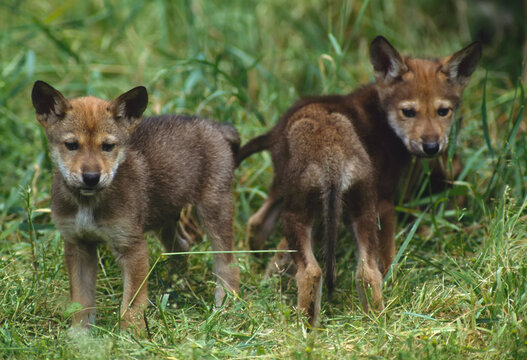 Two small Red wolf pups (Canis rufus) stand looking toward the camera at a breeding facility near Graham, Washington, USA; Washington, United States of America