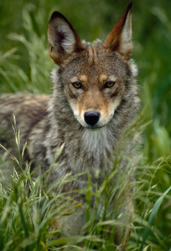 Portrait of a male Red wolf (Canis rufus), one of the rarest wolves in the land, at a breeding facility, near Graham, Washington, USA; Washington, United States of America