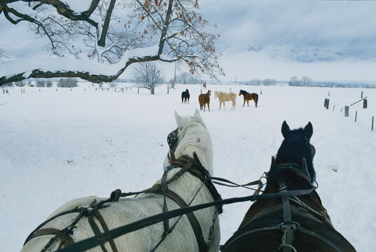 Horse team in the snow at a ranch in Northern California, USA; Eagle Lake, California, United States of America