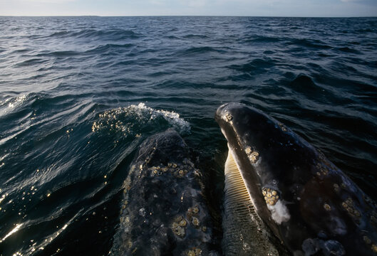 California gray whale (Eschrichtius robustus) swims through the bay; Laguna San Ignacio, Mexico