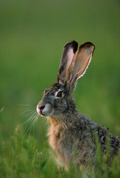 Close-up portrait of a Black-tailed jackrabbit (Lepus californicus) sitting on grass; Texas, United States of America