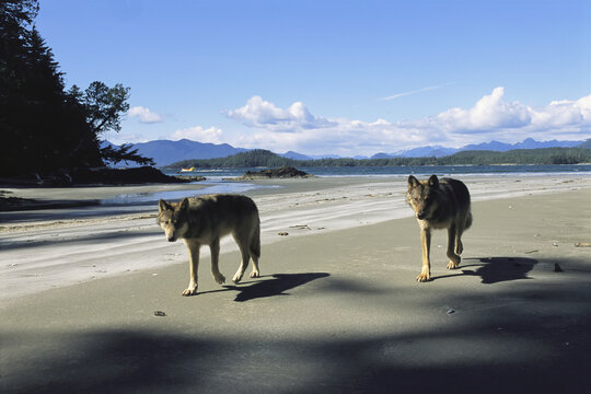 Gray wolves (Canis lupus) roaming the beach in Clayoquot Sound, Vancouver Island, BC, Canada; Vargas Island, Vancouver Island, British Columbia, Canada