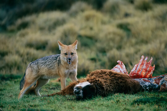 Andean fox (Lycalopex culpaeus) scavenges a llama carcass (Lama glama) in the Atacama Desert; Chile