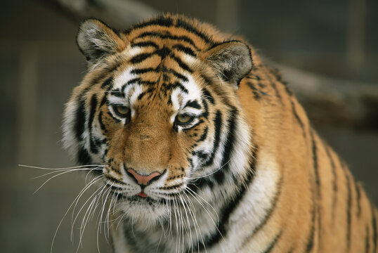 Close-up portrait of the face of a Siberian tiger (Panthera tigris altaica) in a zoo; Omaha, Nebraska, United States of America