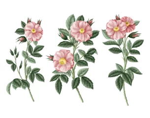 Fototapeten Pink roses with leaves isolated. Vector. © Yumeee