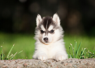 little husky that looks like a wolf © Ilona Didkovska