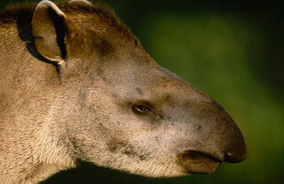 Profile portrait of a Brazilian tapir (Tapirus terrestris); Pantanal, Brazil