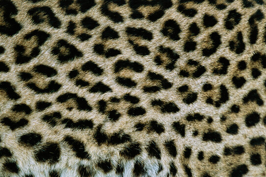 Close view of an Ocelot's patterned fur (Leopardus pardalis); Pantanal, Brazil