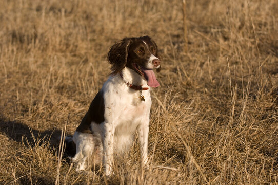 Portrait of an English Springer Spaniel sitting in the sun on a grass field; Valparaiso, Nebraska, United States of America