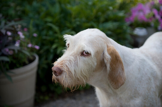 Dog frowns at the camera; Polk City, Iowa, United States of America