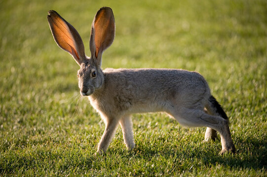 Portrait of a Black-tailed jackrabbit (Lepus californicus) on grass in sunlight, near Las Vegas, Nevada, USA; Nevada, United States of America