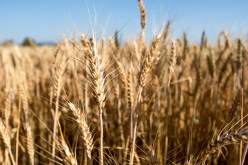 Close up of wheat ears, field of wheat in a summer day. Harvesting period