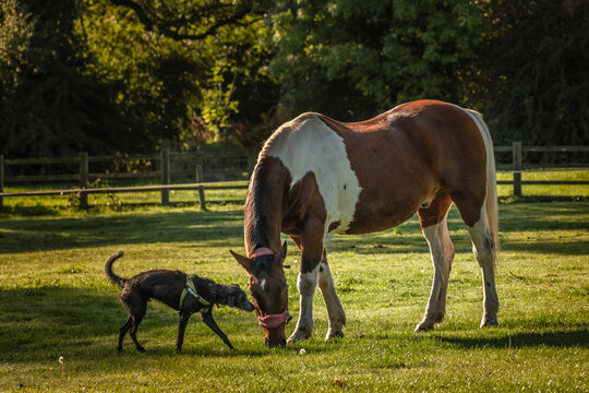 A dog and horse together in a field.
