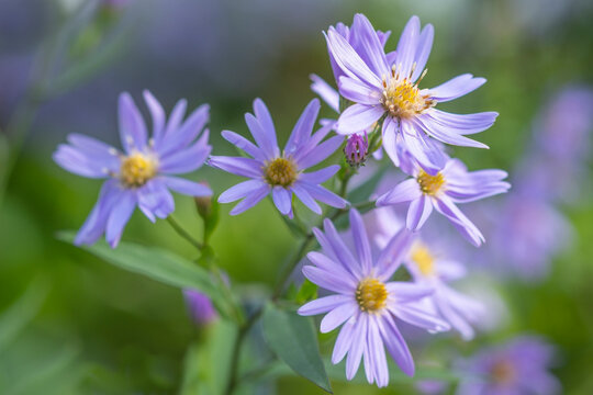 Autumn aster flowers of Aster Cordifolius Little Carlow.