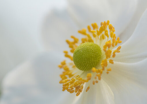 Close up of a white anemone or windflower.