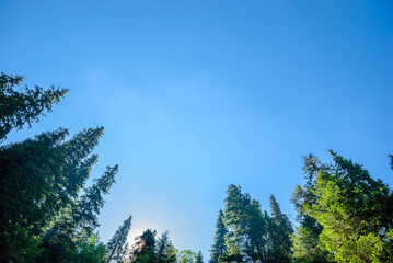 Healthy green trees in a forest of old spruce, fir and pine trees in wilderness of a national park. Sustainable industry, ecosystem and healthy environment concepts and background