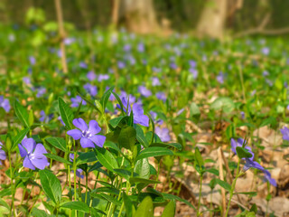 Flower bed of small periwinkle flowers (Vinca minor) in bloom, traditional easter flowers, flower...