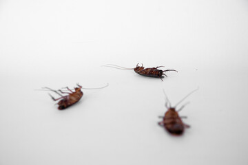 Dead cockroach. On white background. Selective focus.