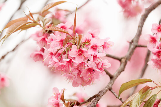 Wild Himalayan Cherry Blossom (Prunus cerasoides Rosaceae), beautiful pink cherry blossoming flwer branches on nature outdoors. Pink Sakura flowers of Thailand, dreamy romantic image spring, landscape
