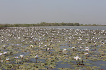 Water lily. Lilac water lilies in Djoudj national park, reserve Senegal, Africa. African landscape, scenery, African nature. Senegalese plant, flowers of lilac water lily. Lily bloom, lilies blossom