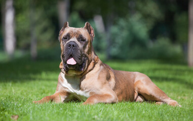 Obraz premium italian cane corso street portraits