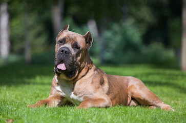 italian cane corso street portraits